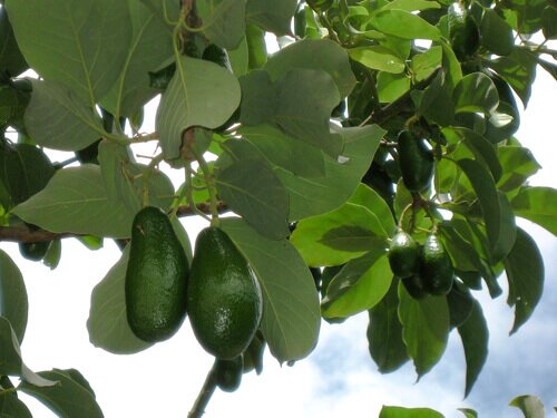 Avocados on a tree