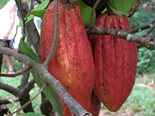 Chocolate pods on a live cacao tree