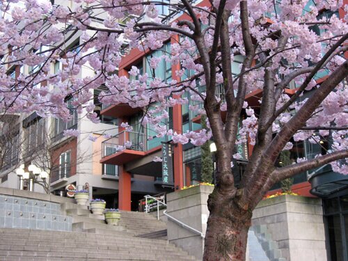 Cherry blossoms on the Harbor Steps