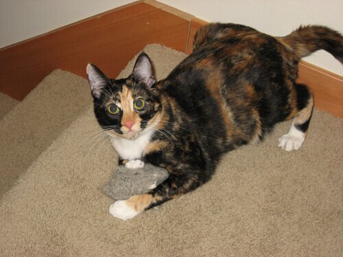 Calico cat with a handmade toy mouse.