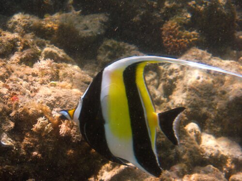 Moorish Idol