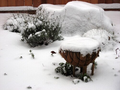 Snowy Backyard