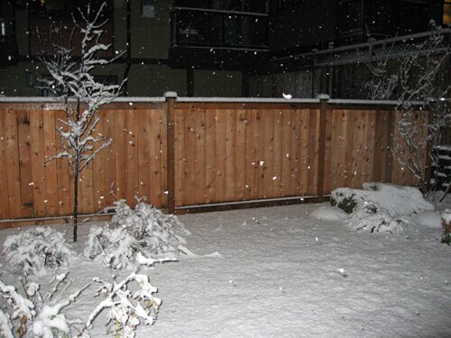 Snowy Backyard