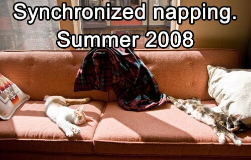 Synchronized napping - Summer 2008