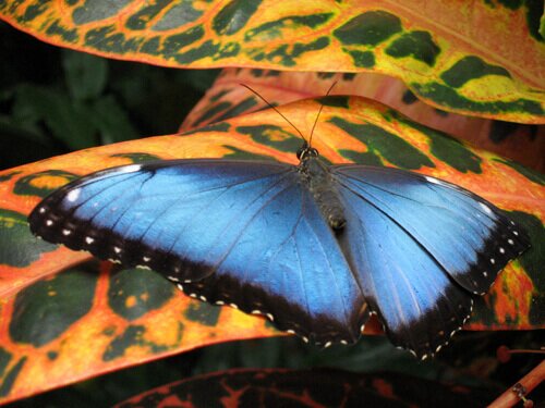 Another of the Big Blue Butterflies