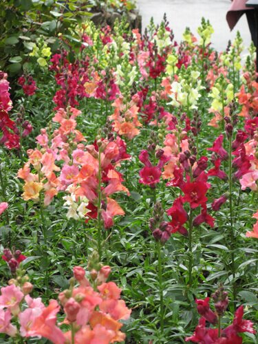 Snapdragons at Butchart Gardens